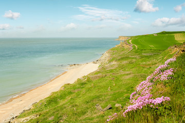 merveille de la côte d'opale 