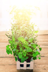 Organic green herbs (melissa, mint, thyme, basil, parsley) in pots and white fence. Toned filter. Copy space. Summer, spring background with sunny leaks.