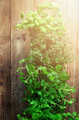 Abstract spring or summer concept. Organic herbs (melissa, mint, thyme, basil, parsley) on wooden background with sunlight and sunny leaks. Banner. Copyspace.