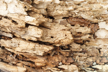 texture of rotten wood close-up