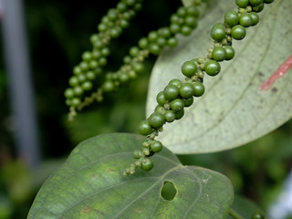 Black pepper - plant with green berries and leaves (Kumily, Kerala, India)