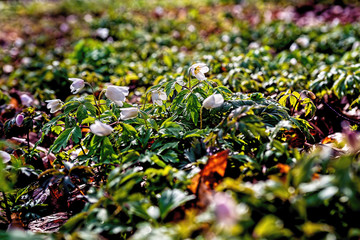 forest floor with sprouted anemones in the early spring
