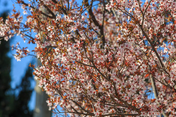 Small white flowers on plum tree