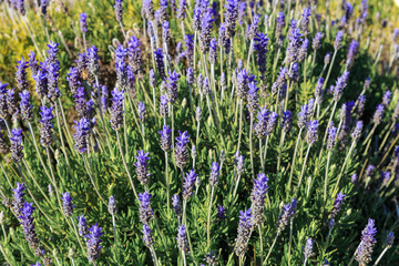 Naklejka premium Wild blue lavender flowers