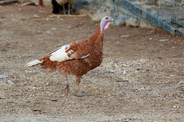 Single brown turkey