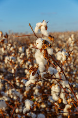 Close-up of cotton buds on bush