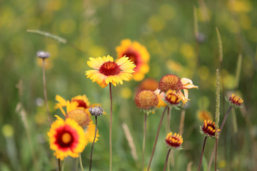 Summer flower meadow