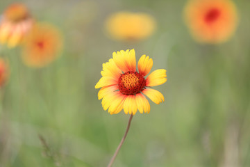 abstract wild flower