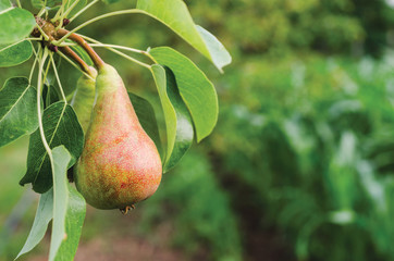 Pear on a branch in the garden