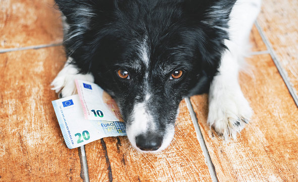 Cute Dog Watching the Money. Black and White Border Collie with Euro Bank notes.