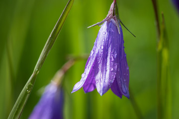  Purple flower on a green background