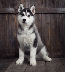 siberian husky puppy on wood background