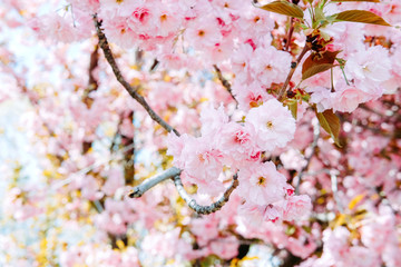 Summer garden. Blooming pink sakura flowers in spring.