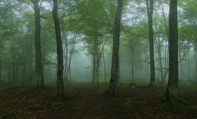 misty forest