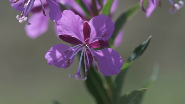 Schmalbl&auml;ttrige Weidenr&ouml;schen - Epilobium angustifolium - Bl&uuml;te in einer Makroaufnahme