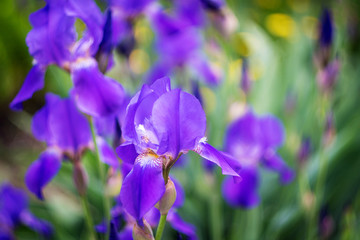 purple iris flowers on green background outdoors