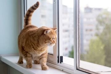 fat ginger striped cat on a white window sill looking out the window
