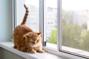 fat ginger striped cat on a white window sill looking out the window