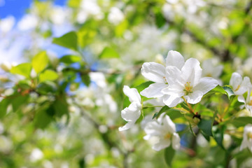 White flowers of apple-tree