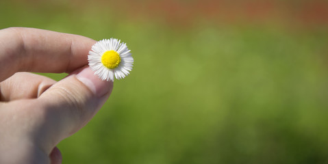 A hand that holds a small chamomile, a green summer background.