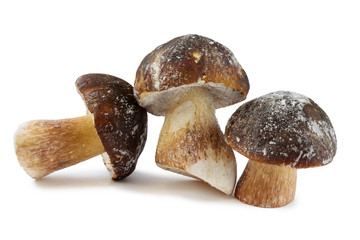 White mushroom (the mushroom king) isolated on a white background. close up. frozen