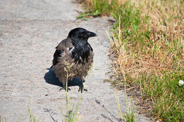 The young crow is close