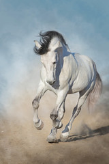 White horse run gallop in desert dust against blue sky