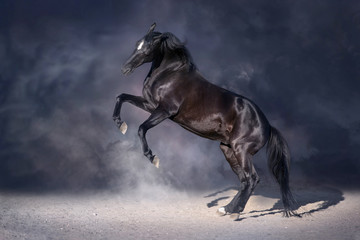 Black stallion rearing up in dark background