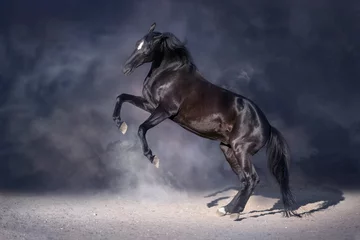 Fototapeten Black stallion rearing up in dark background © kwadrat70