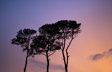 Fototapeta na wymiar Sunset trees