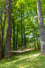 Hammock under beautiful canopy of green leaves