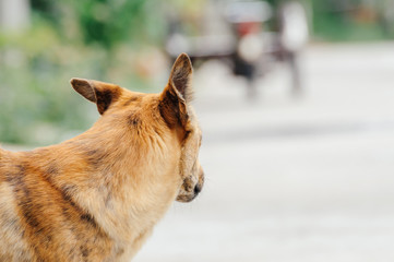 Dog is scared something 