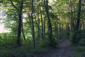 Trail in the summer evening forest. Walk and outdoor recreation.