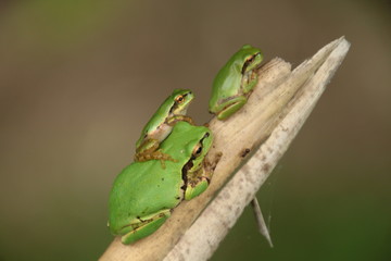 アマガエル　Tree Frog