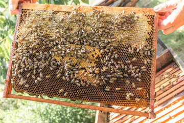 beeswax. delicious. bee. 