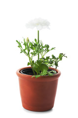 Pot with plant on white background