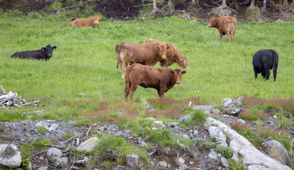 Cow on pasture in Nordland county