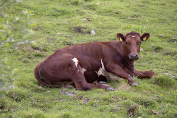 Cow on pasture in Nordland county