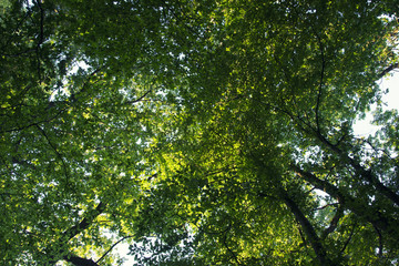 Green leaves and branches in the summer forest