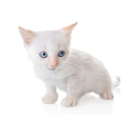 Funny small kitten on white background
