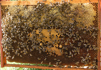 Bees. Food. pollen. Honey
