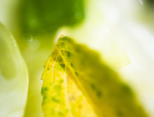 leaf in salad