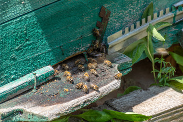 Bees carry pollen in a beehive. Beehive on a household in Shagany Lagoon, Ukraine.
