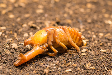 カブトムシの蛹