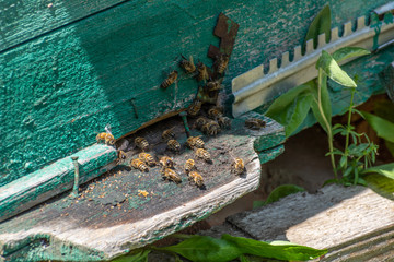 Bees carry pollen in a beehive. Beehive on a household in Shagany Lagoon, Ukraine.