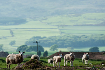 Fototapeta premium sheep in a field with hills in the background young lambs