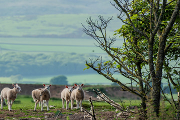 sheep in a field with hills in the background