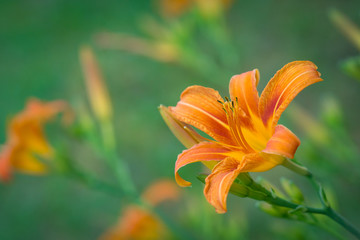The orange lily isolated with green backgound. Tawny daylily