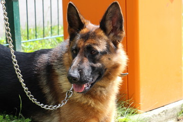 Nice war dog. German Shepherd, service dog on a chain, portrait