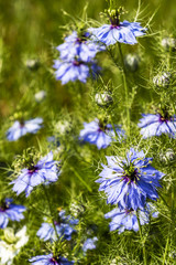 Nigella Damascena flowers texture background